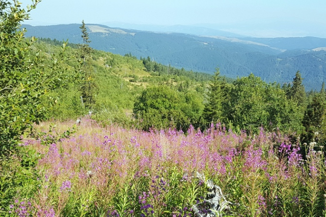 Деревня лопушки фото